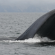Image for article titled This is the secret to discovering a whale's life history